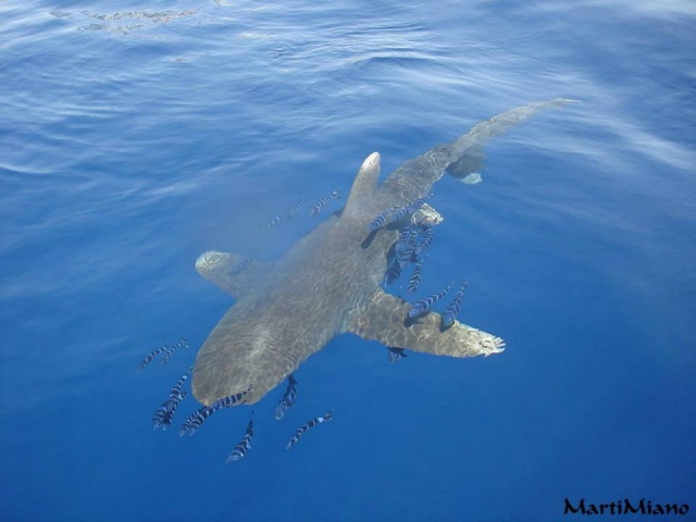  Snorkeling con gli squali balena 